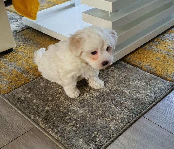 Gorgeous Maltese puppies 