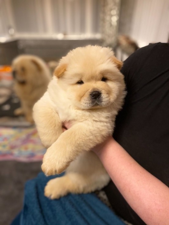 Cute Chow Chow Pup for Sale