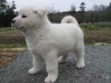 Absolute Joyful Akita For Sale