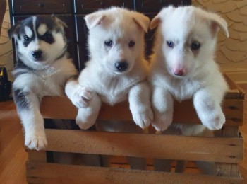 Gorgeous Siberian husky puppy for sale 