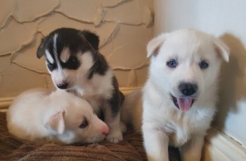 Gorgeous Siberian husky puppy for sale 