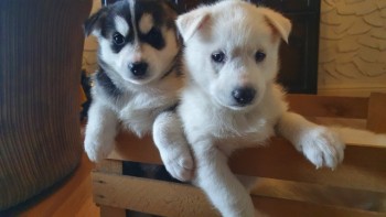 Gorgeous Siberian husky puppy for sale 