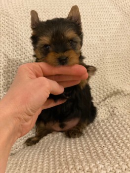 Registered Yorkie Puppies for sale 