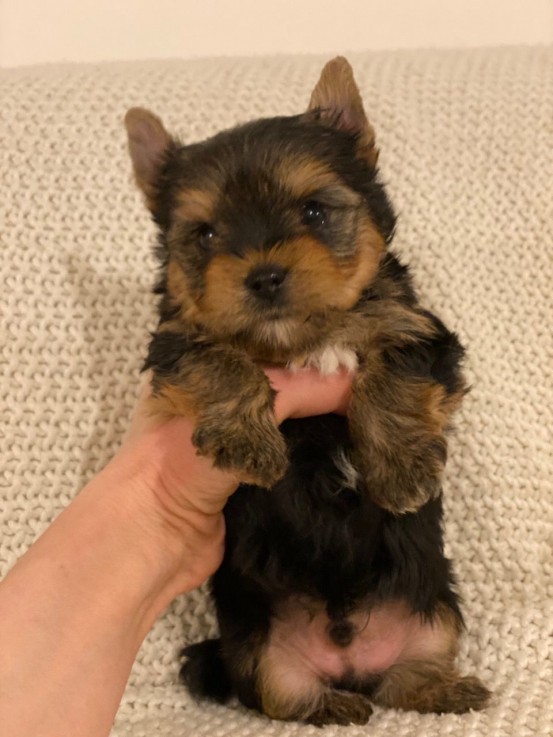 Registered Yorkie Puppies for sale 