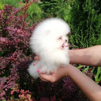 i have two Pomeranian puppies for sale