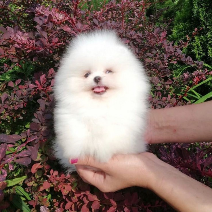 i have two Pomeranian puppies for sale