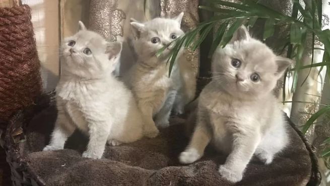 Russian blue kittens for sale