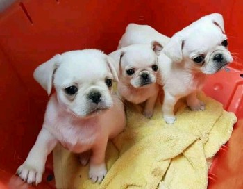 Pug puppies for adoption 