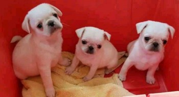 Pug puppies for adoption 