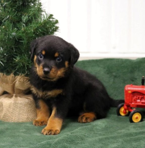 Stunning Rottweiler Puppies Ready Now