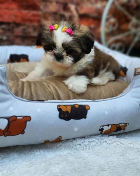 Shi-tzu Puppies