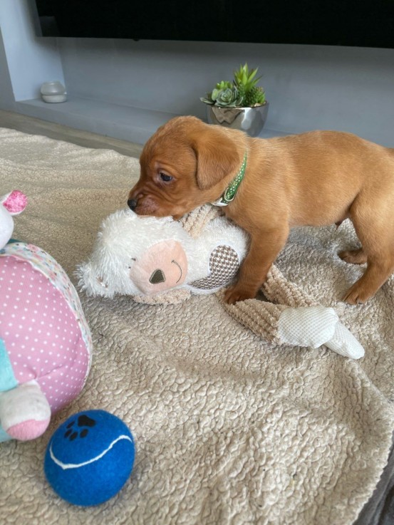 Kc Registered Labrador Pups