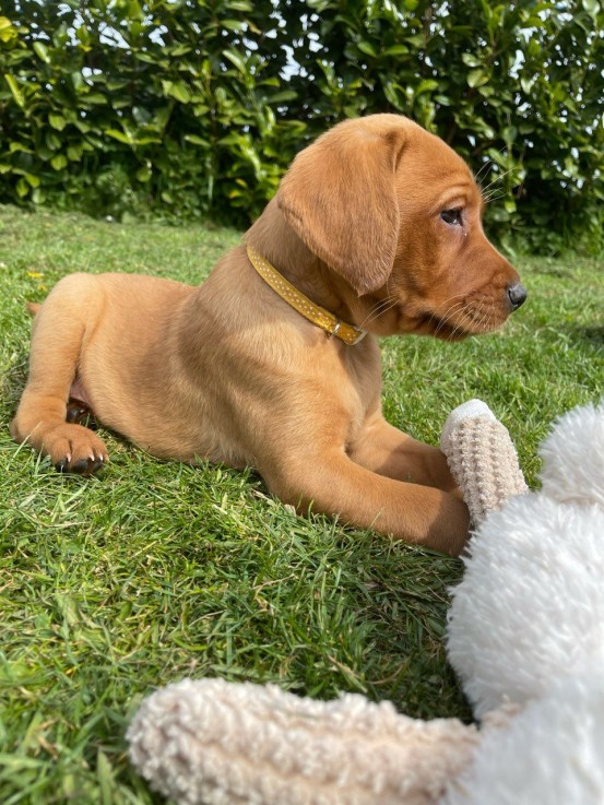 Kc Registered Labrador Pups