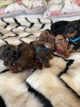 Dachshund puppies ready