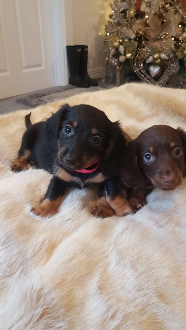 Dachshund puppies ready