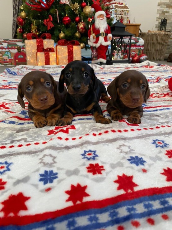 Dachshund puppies ready