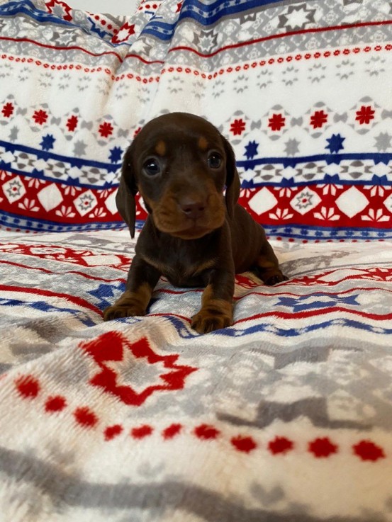 Dachshund puppies ready