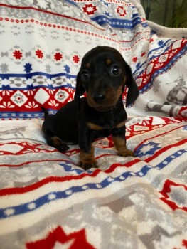 Dachshund puppies ready