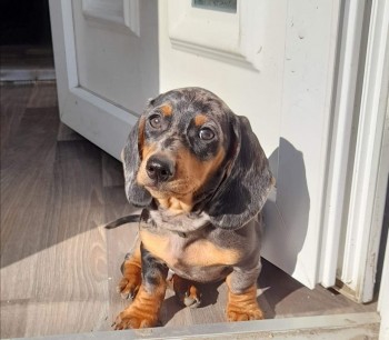 Dachshund puppies ready