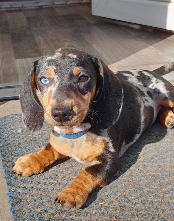 Dachshund puppies ready