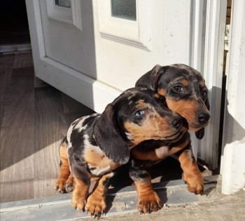 Dachshund puppies ready