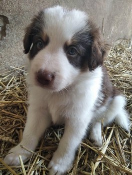 Border Collie puppies