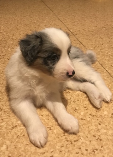 Border Collie puppies