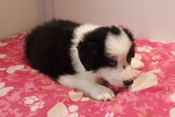 Border Collie puppies