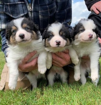 Border Collie puppies