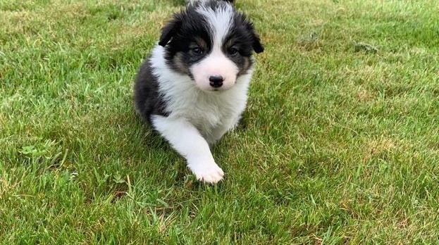 Border Collie puppies