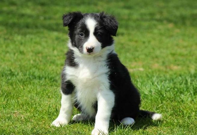 Border Collie puppies