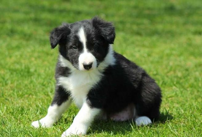 Border Collie puppies