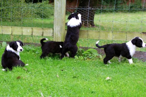 Border Collie puppies