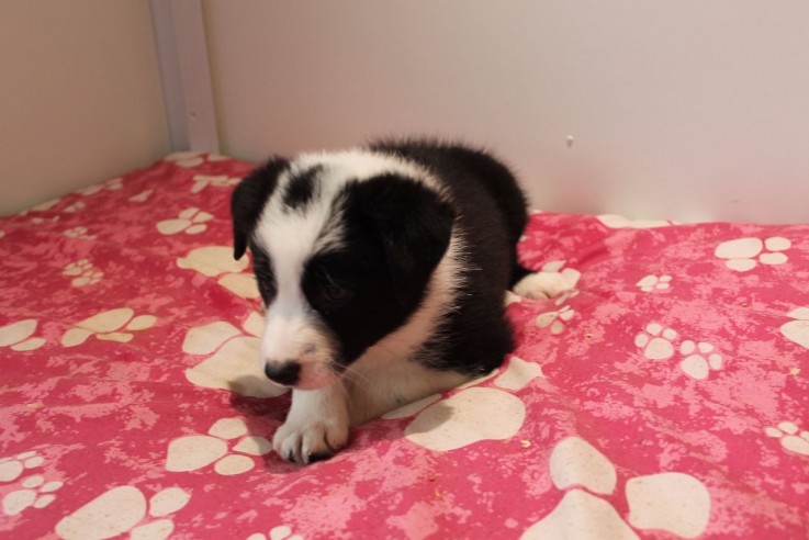 Border Collie puppies