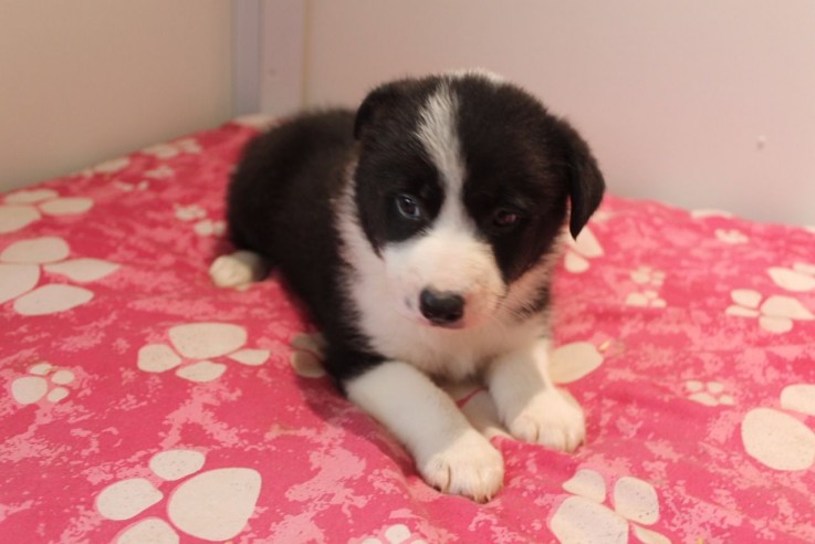 Border Collie puppies