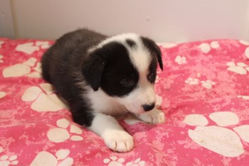 Border Collie puppies