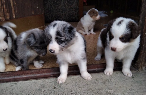 Border Collie puppies