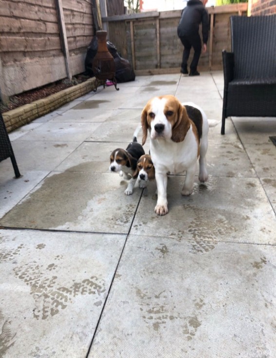 Beagle Puppies available now for sale.