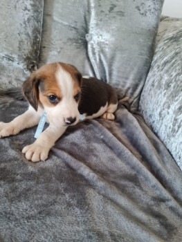 Beagle Puppies available now for sale.