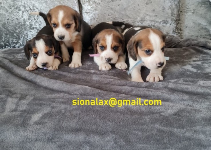 Beagle Puppies available now for sale.