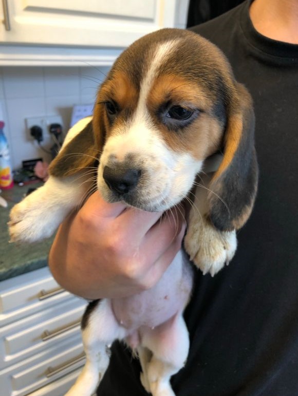 Beagle Puppies available now for sale.