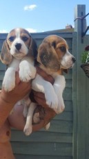 Beagle Puppies available now for sale.