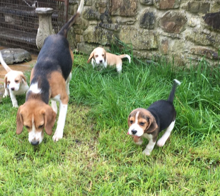 Beagle Puppies available now for sale.