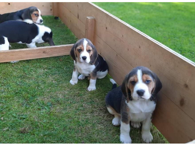 Beagle Puppies available now for sale.