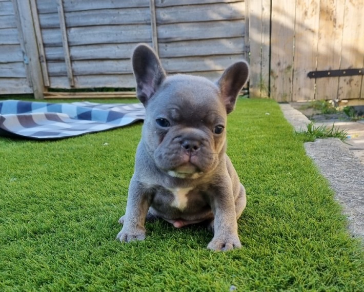 French Bulldogs Ready To Leave Now