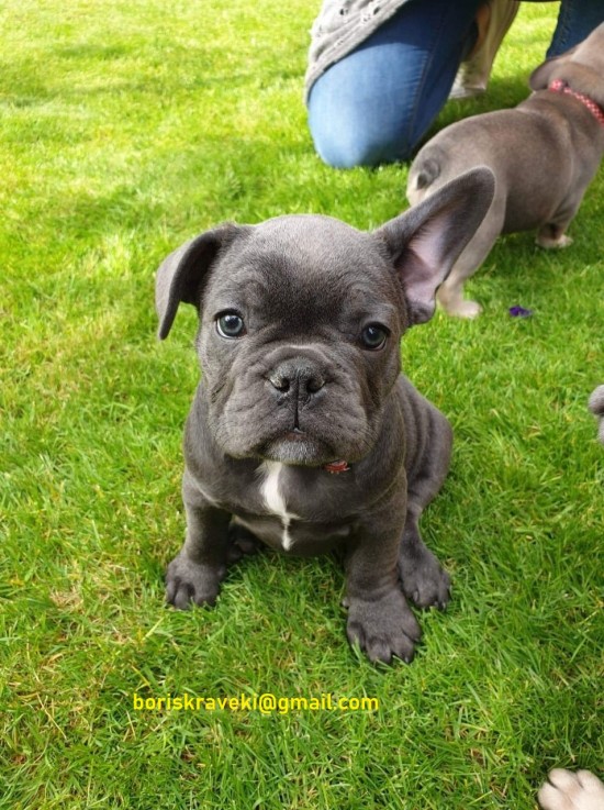 French Bulldogs Ready To Leave Now