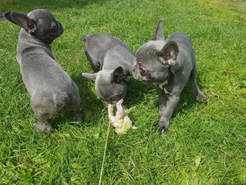 French Bulldogs Ready To Leave Now