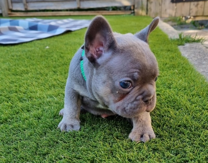 French Bulldogs Ready To Leave Now