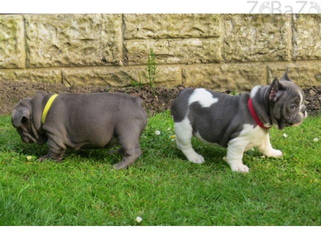 French Bulldogs Ready To Leave Now