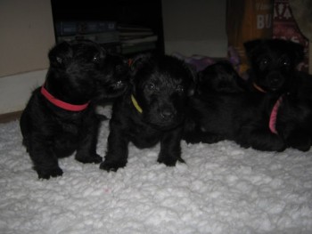 Beautiful Litter Of Scottish Terriers Fo